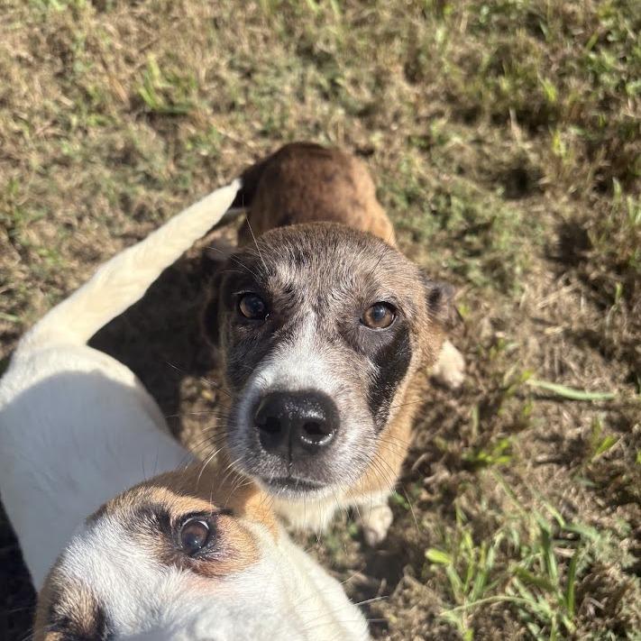 Enlarge Elena, a Adoptable mixed breed in North Charleston, SC image 4/6