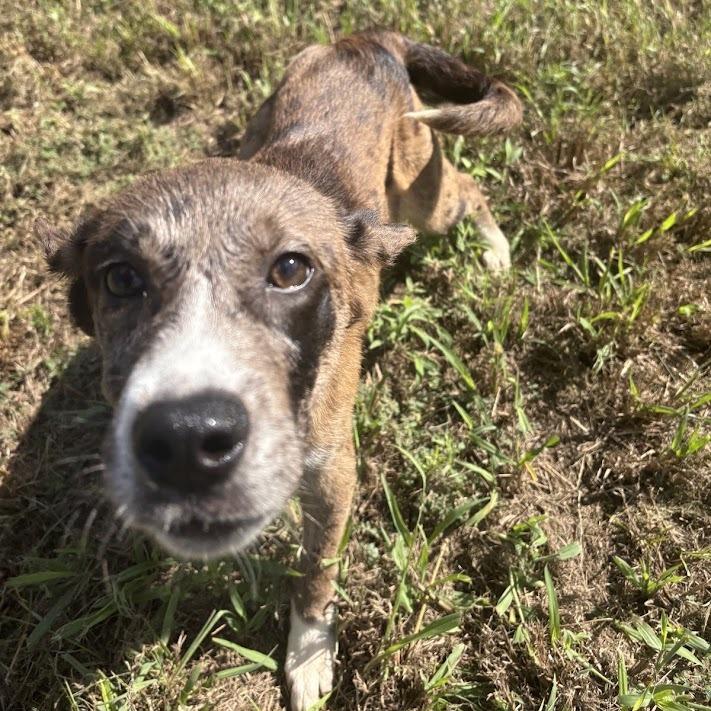 Enlarge Elena, a Adoptable mixed breed in North Charleston, SC image 5/6