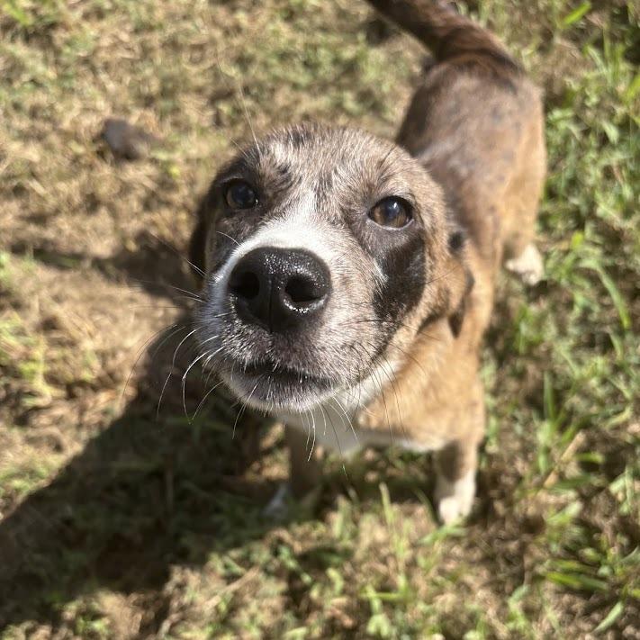 Enlarge Elena, a Adoptable mixed breed in North Charleston, SC image 6/6
