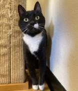 Ella 43468, Adoptable, Adult Female Domestic Short Hair.