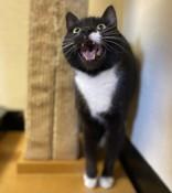 Ella 43468, a Adoptable Domestic Short Hair in Oklahoma City, OK image 2/2