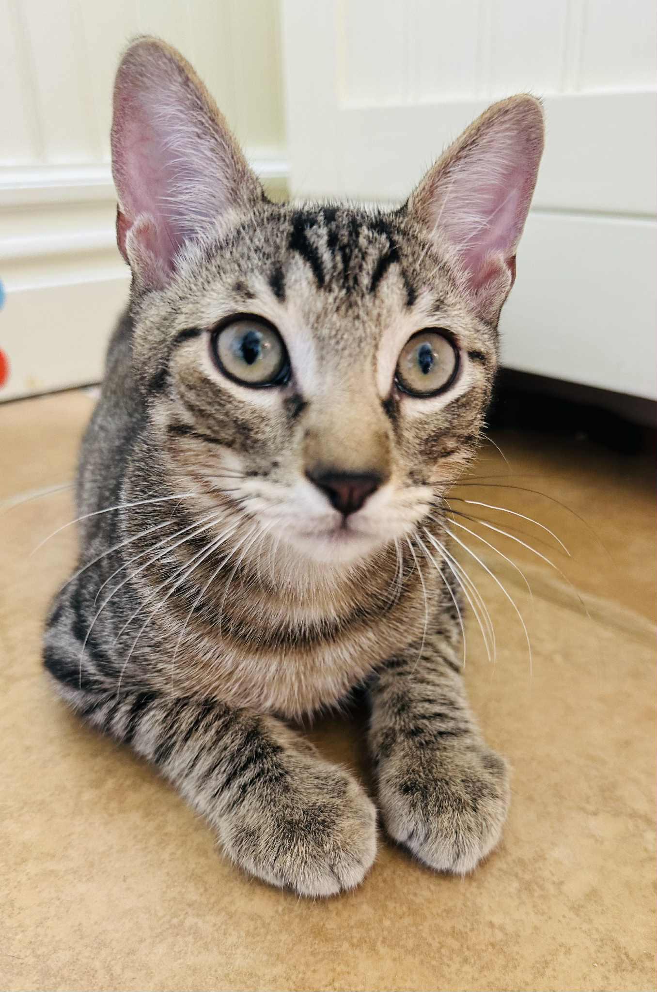 Enlarge Fret, a Adoptable Tabby in Branson, MO image 3/6