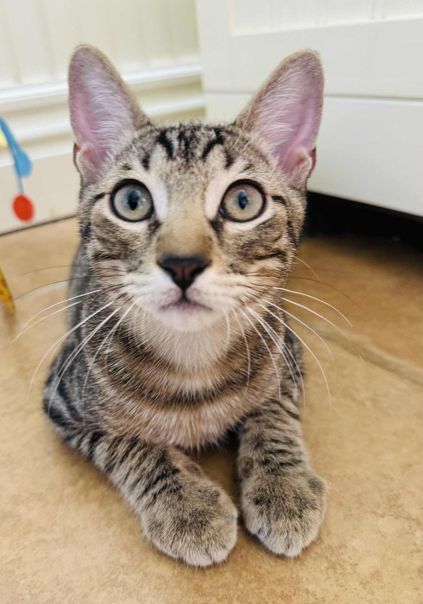 Enlarge Fret, a Adoptable Tabby in Branson, MO image 2/6