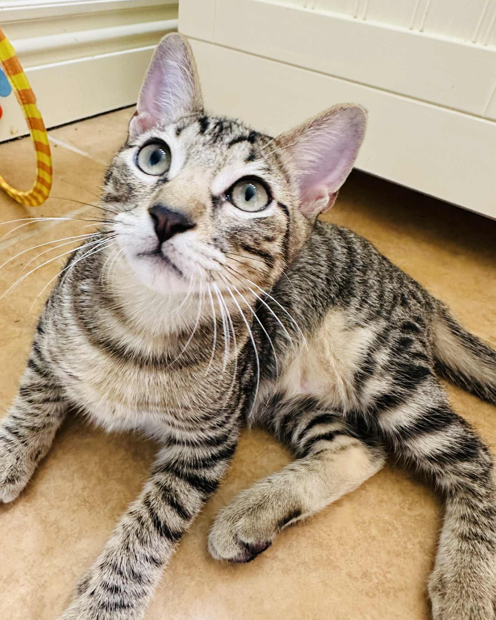 Enlarge Fret, a Adoptable Tabby in Branson, MO image 4/6