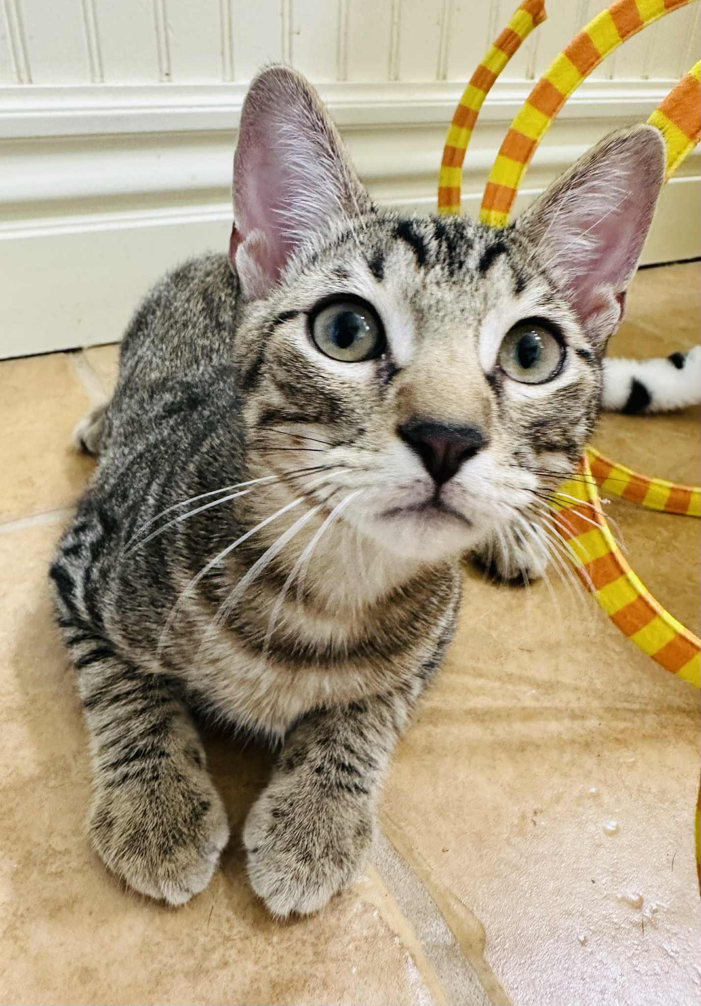 Enlarge Fret, a Adoptable Tabby in Branson, MO image 5/6