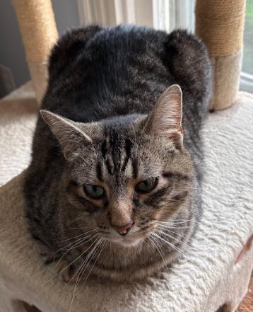 Mochi, an adopted Tabby in Indianapolis, IN image 5/6