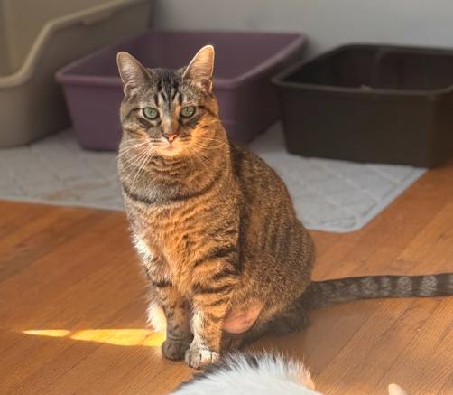 Mochi, adopted, Adult Male Tabby.
