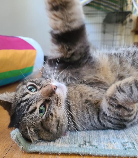 Mochi, an adopted Tabby in Indianapolis, IN image 6/6