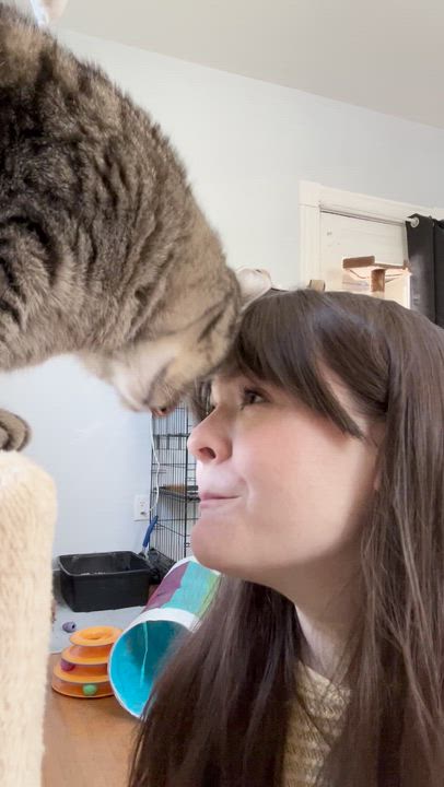 Enlarge Mochi, an adopted Tabby in Indianapolis, IN video 4/6