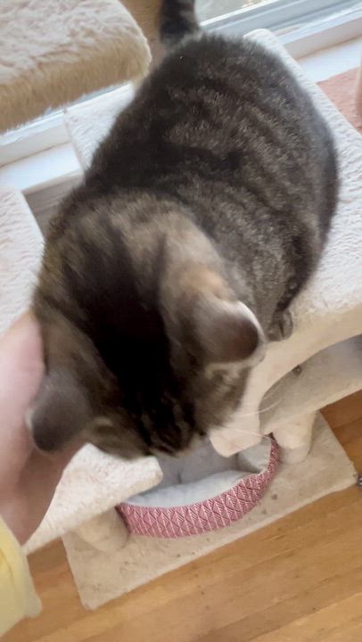 Enlarge Mochi, an adopted Tabby in Indianapolis, IN video 3/6