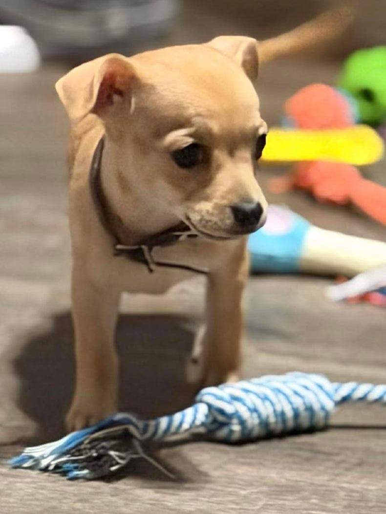 Topanga, Adoptable, Puppy Female Chihuahua.