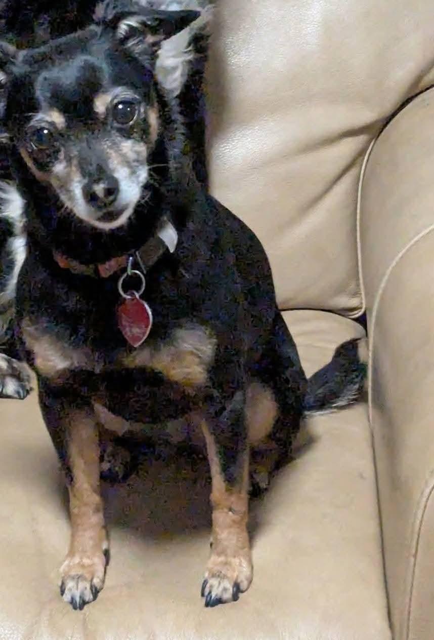 Enlarge Juliet, a ADOPTABLE mixed breed in Oakland, CA image 6/6