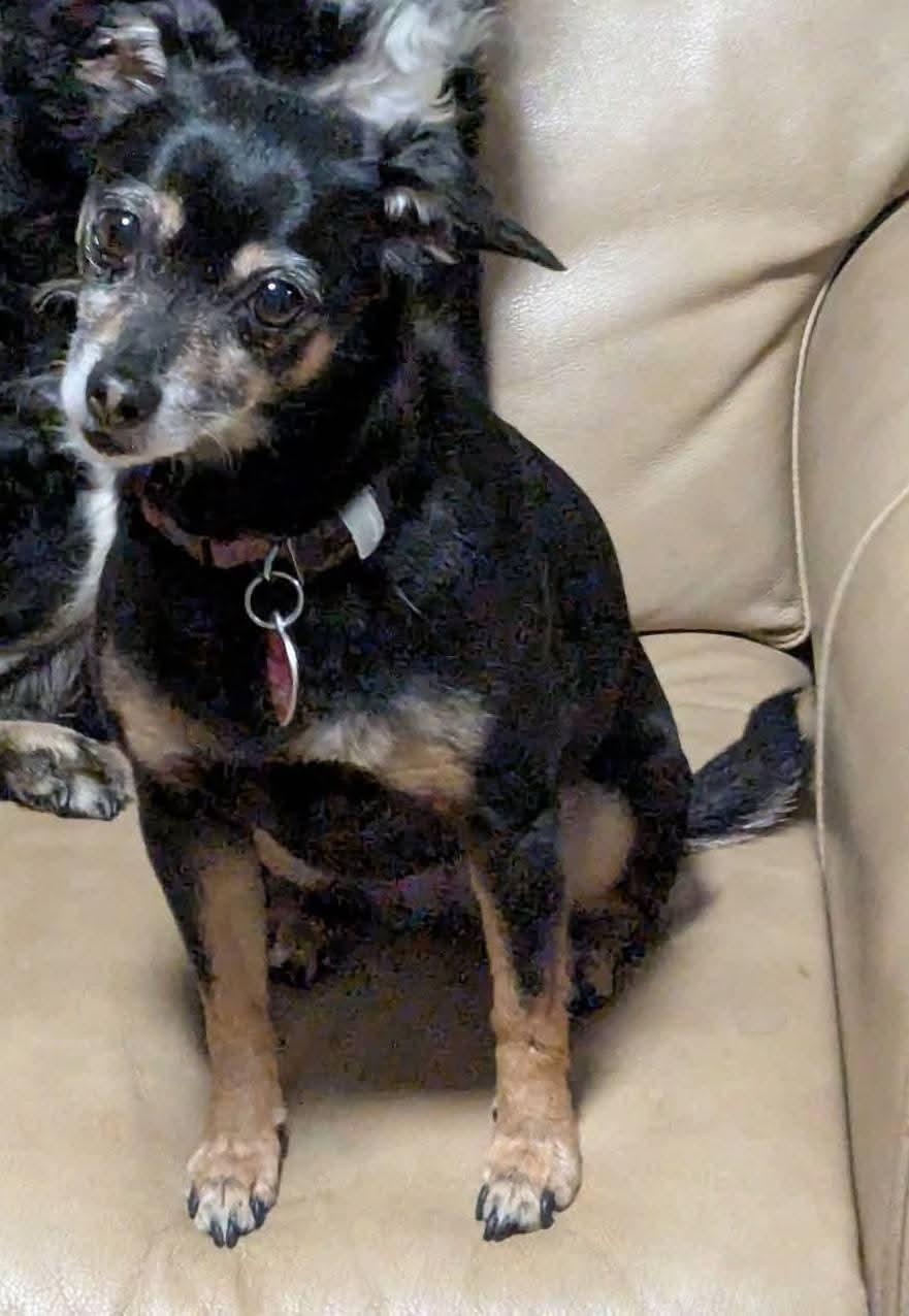 Enlarge Juliet, a ADOPTABLE mixed breed in Oakland, CA image 1/6