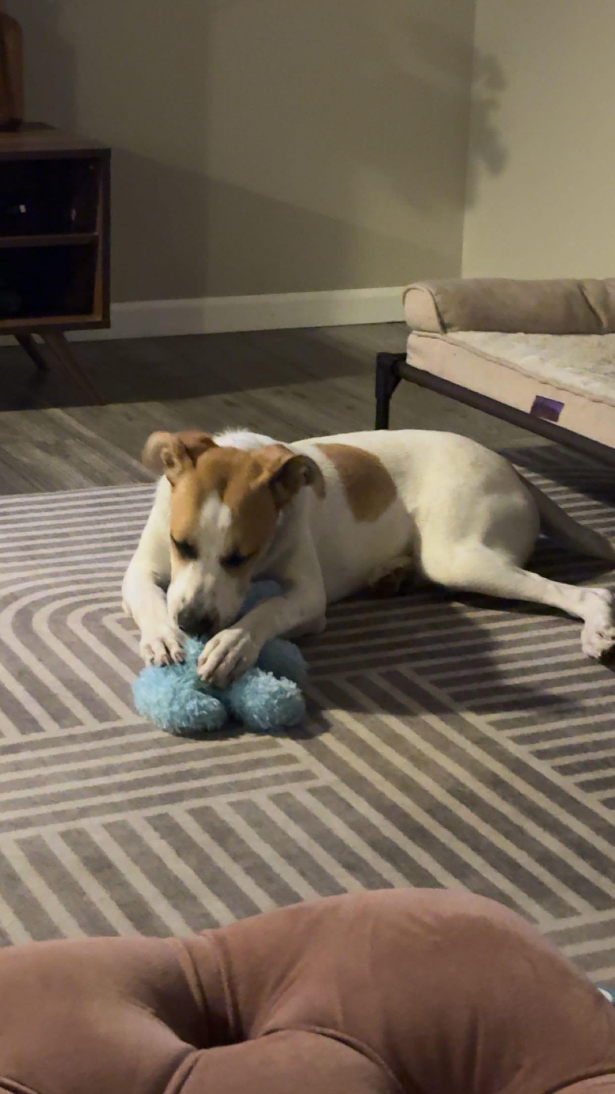 Enlarge Bella, a Adoptable Mixed Breed in Sioux Falls, SD image 2/6