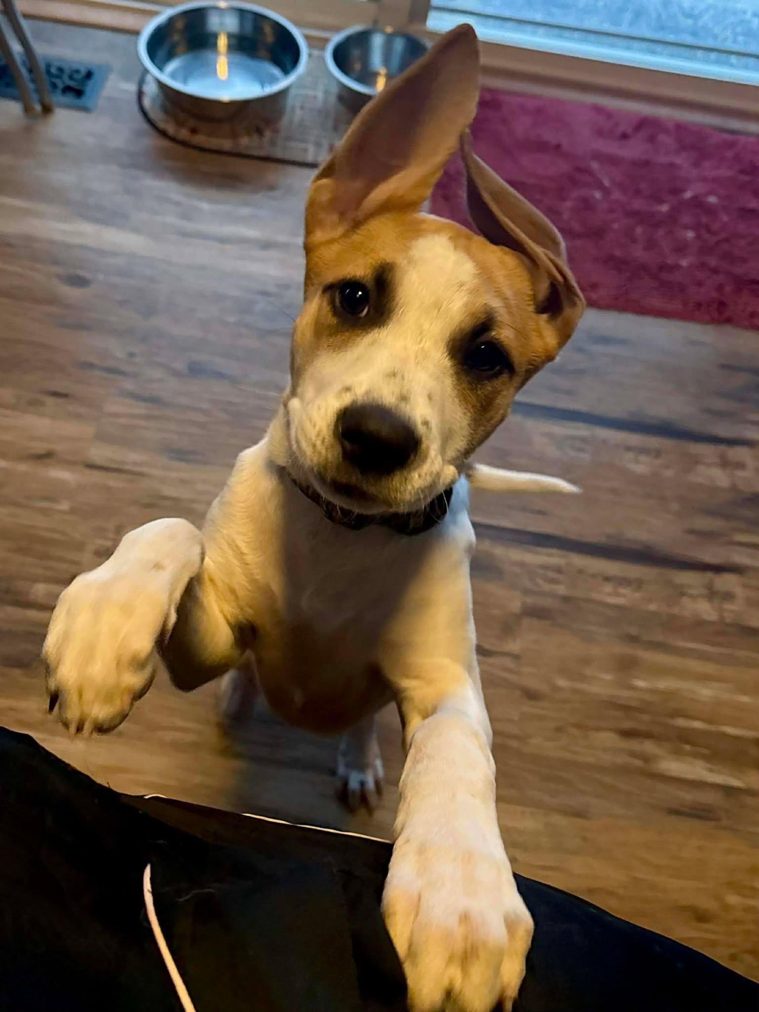 Enlarge Bella, a Adoptable Mixed Breed in Sioux Falls, SD image 3/6