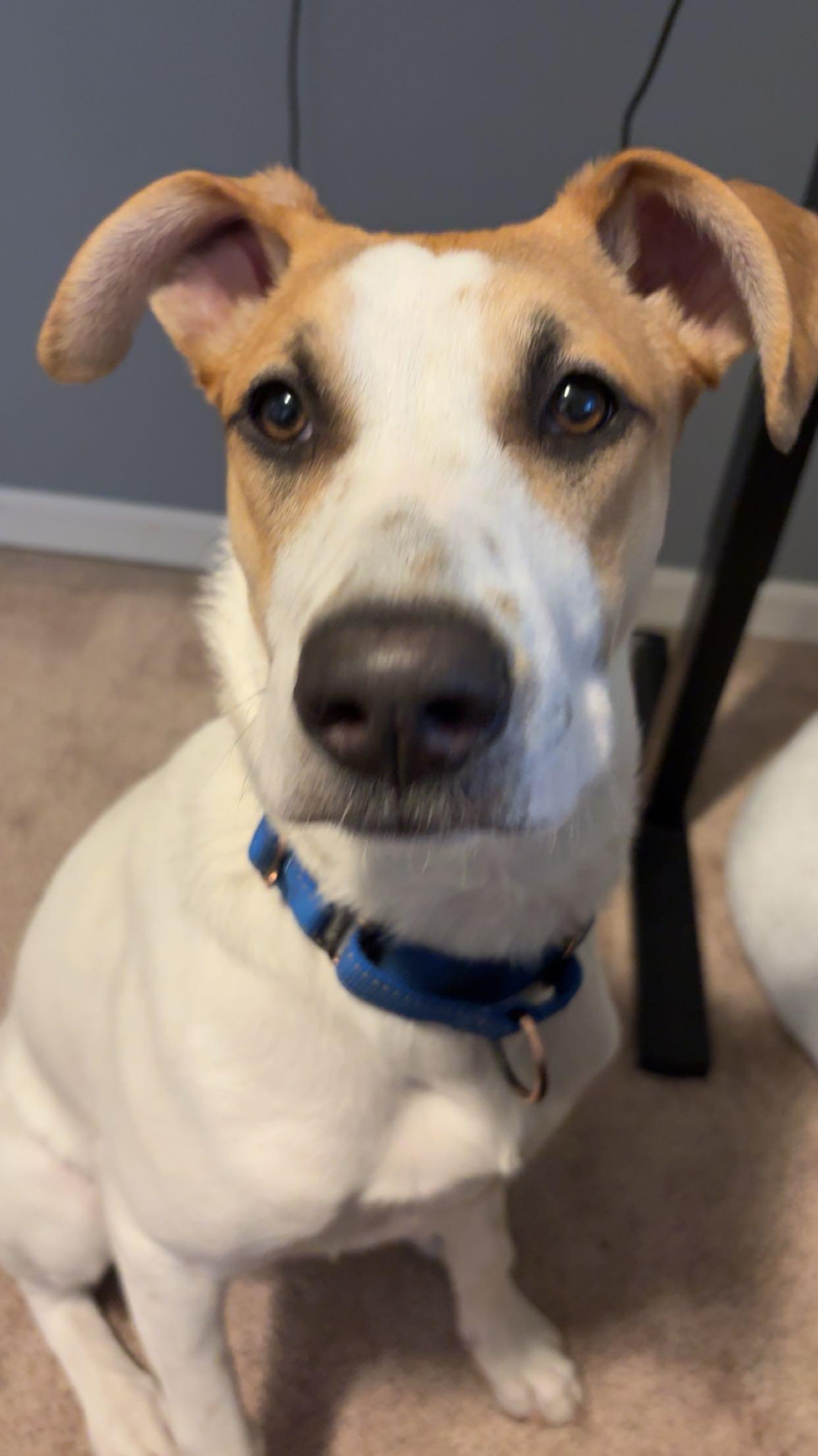 Enlarge Bella, a Adoptable Mixed Breed in Sioux Falls, SD image 1/6