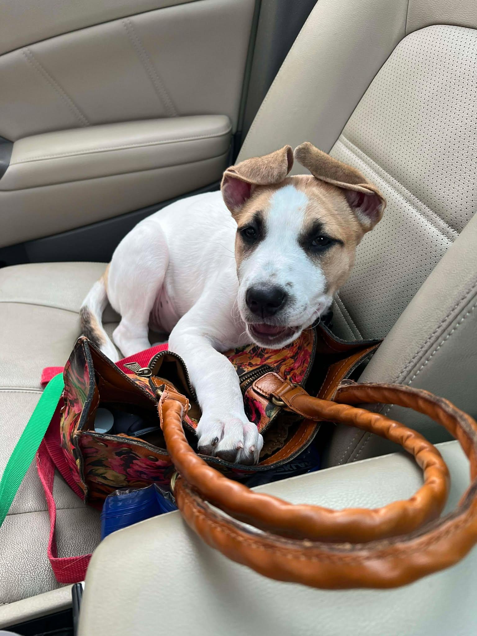 Enlarge Bella, a Adoptable Mixed Breed in Sioux Falls, SD image 5/6