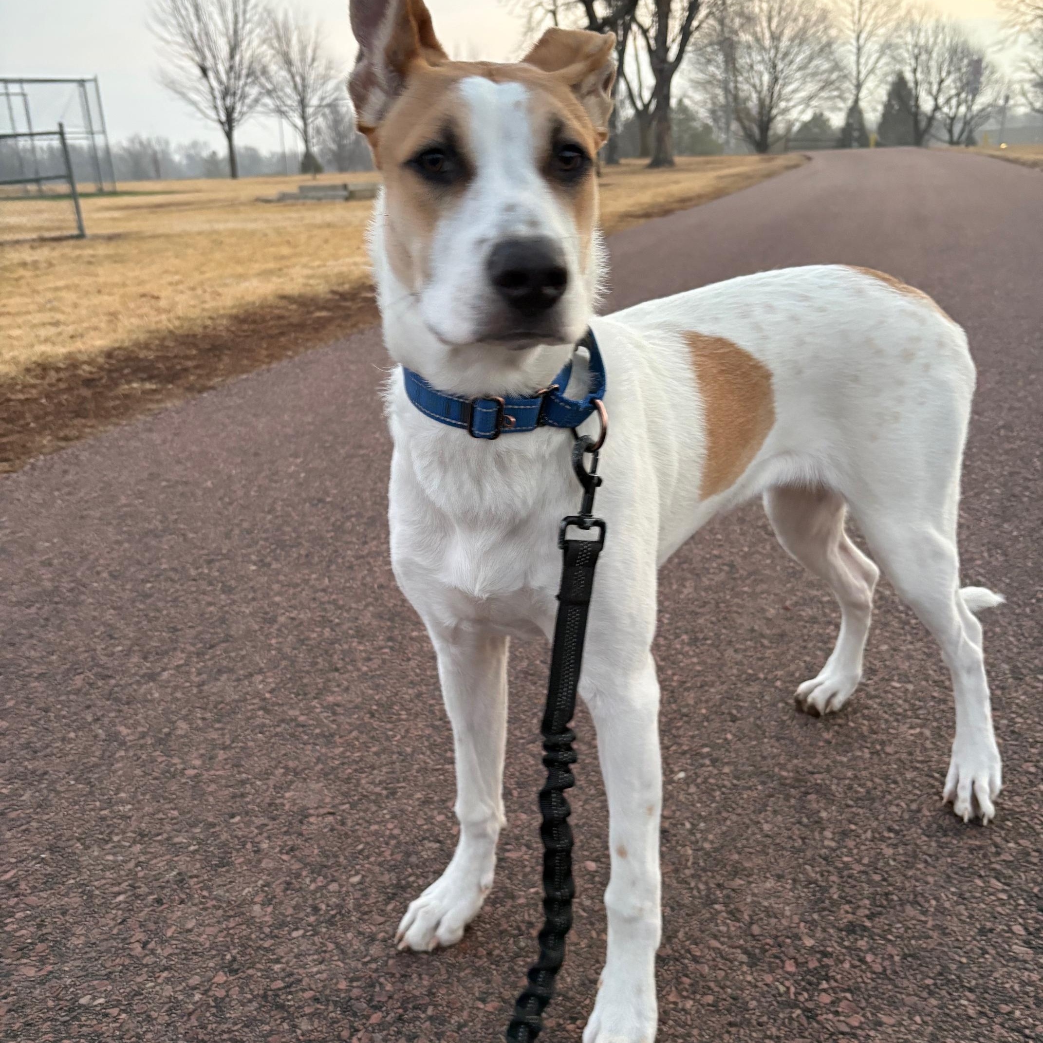 Enlarge Bella, a Adoptable Mixed Breed in Sioux Falls, SD image 4/6