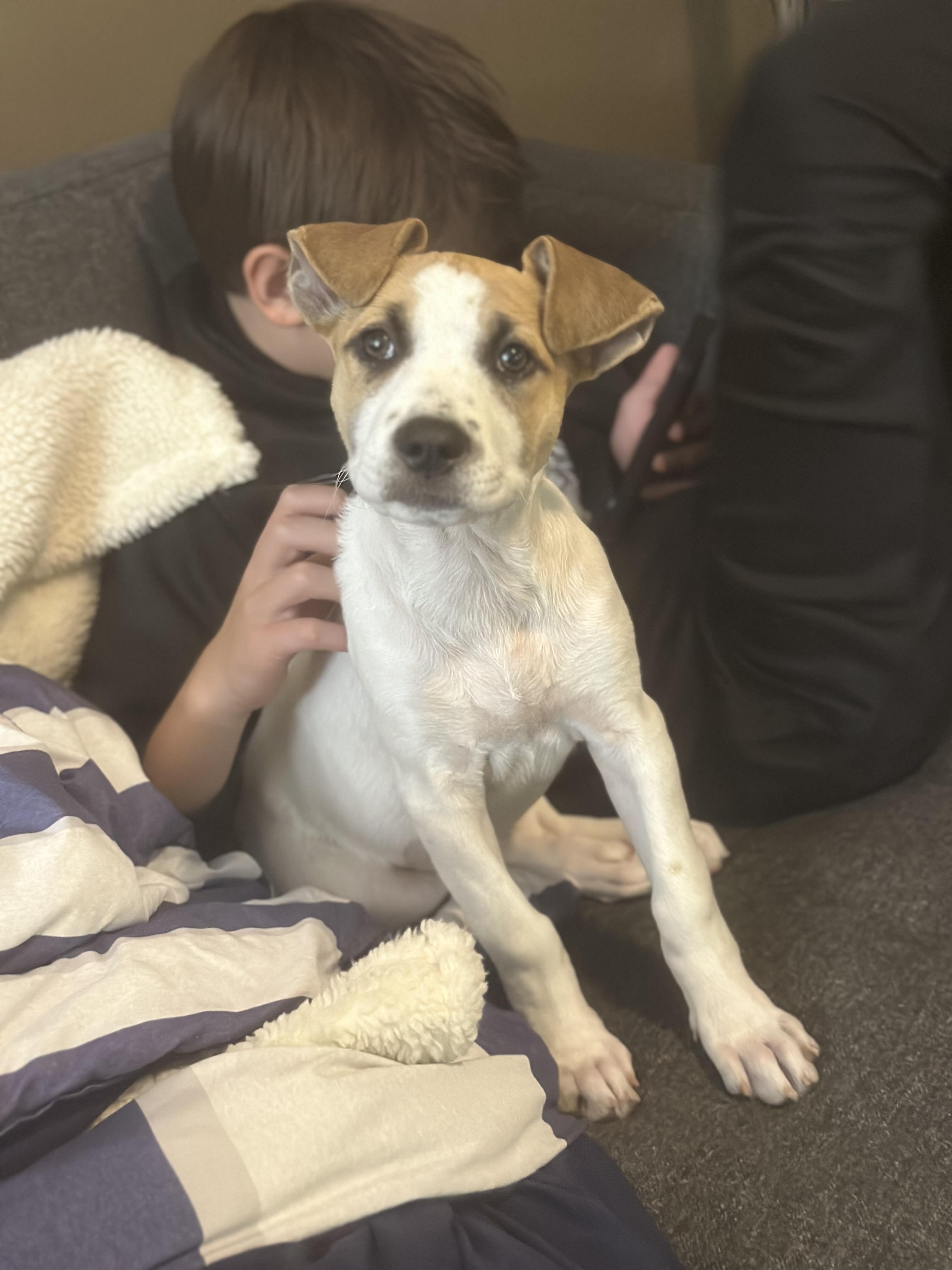 Enlarge Bella, a Adoptable Mixed Breed in Sioux Falls, SD image 6/6