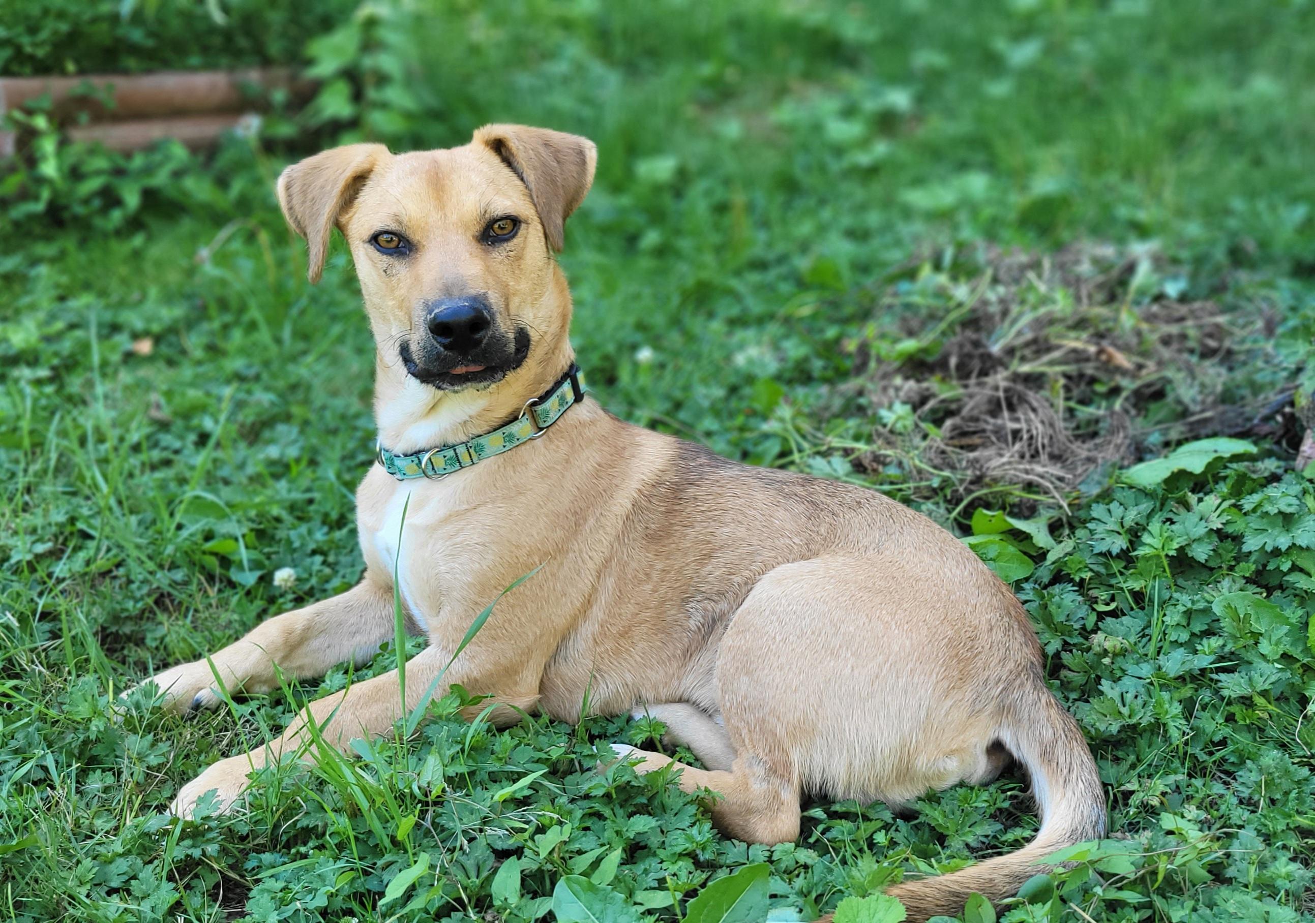 Ducky, Adoptable, Young Male Mixed Breed.