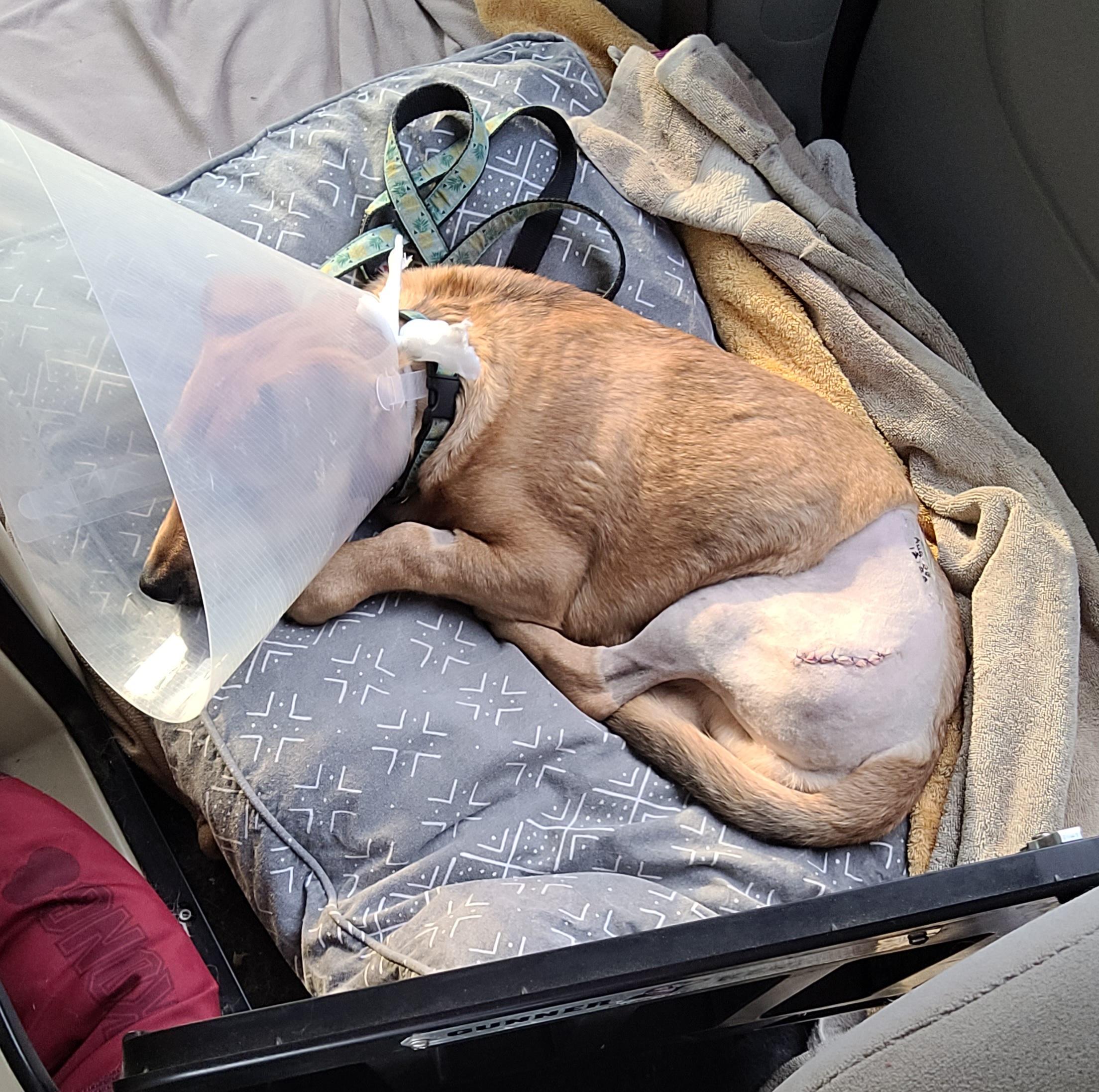 Ducky, a Adoptable Mixed Breed in Vancouver, BC image 2/5