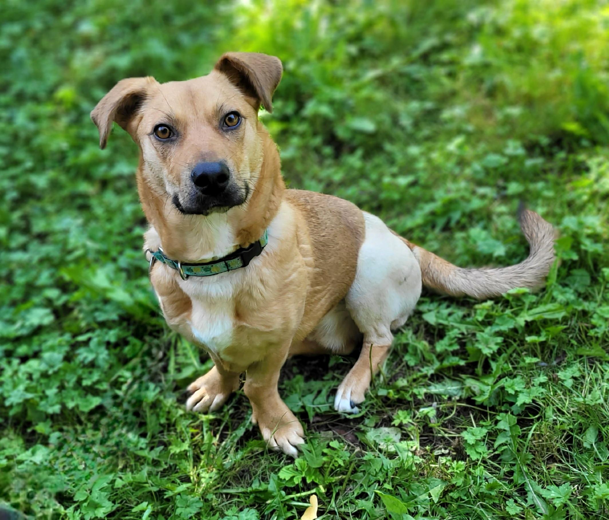 Ducky, a Adoptable Mixed Breed in Vancouver, BC image 3/5
