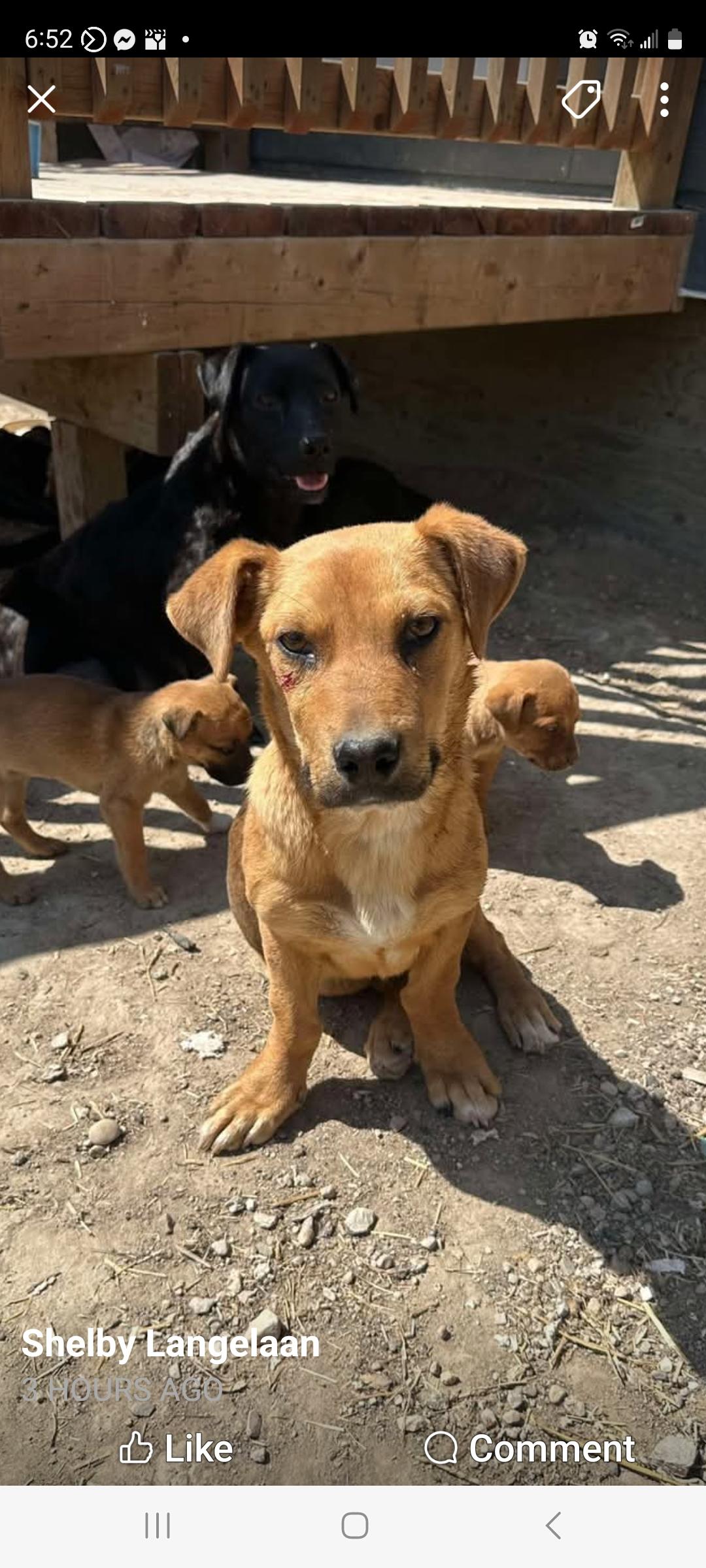 Ducky, a Adoptable Mixed Breed in Vancouver, BC image 4/5