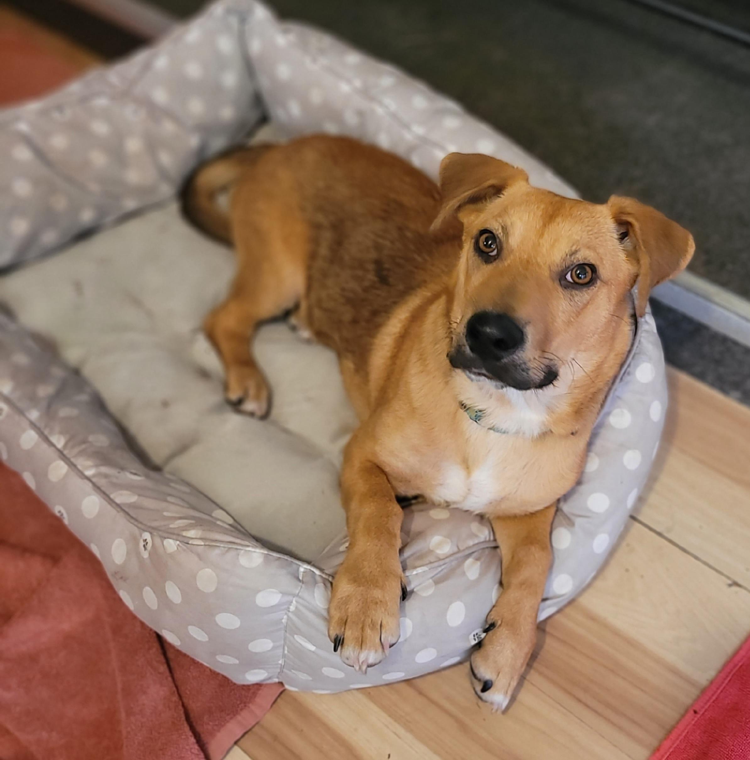 Ducky, a Adoptable Mixed Breed in Vancouver, BC image 5/5