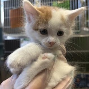 Enlarge Portugal, an adopted mixed breed in Rapid City, SD image 1/1