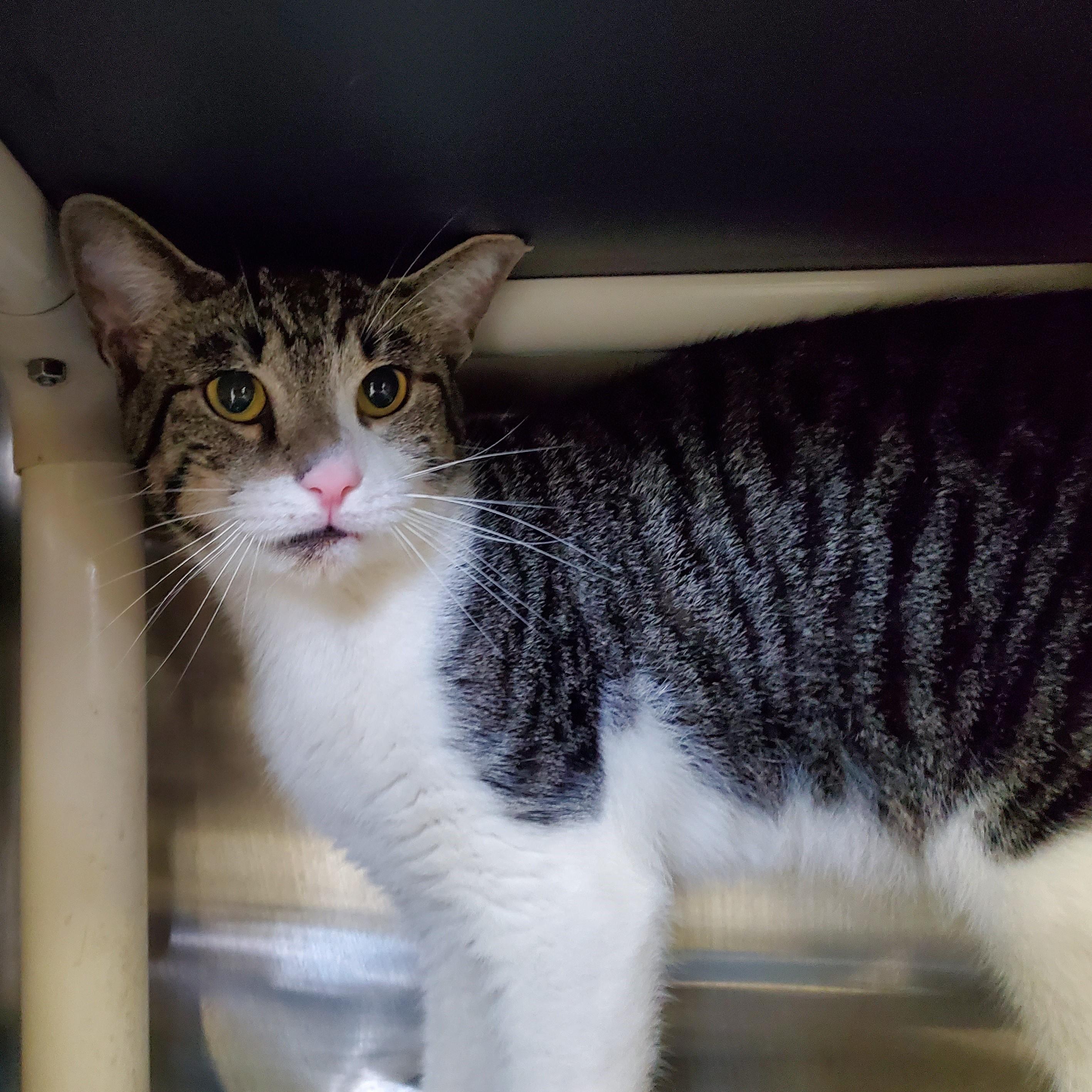 Enlarge Cisco, a Adoptable Domestic Short Hair in Jersey city, NJ image 2/2