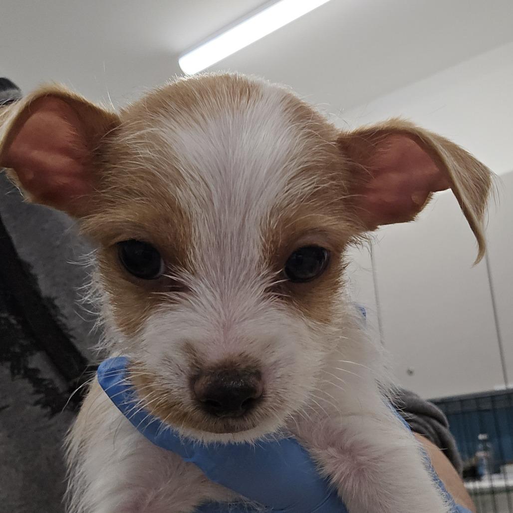 Compass — thumbnail 2