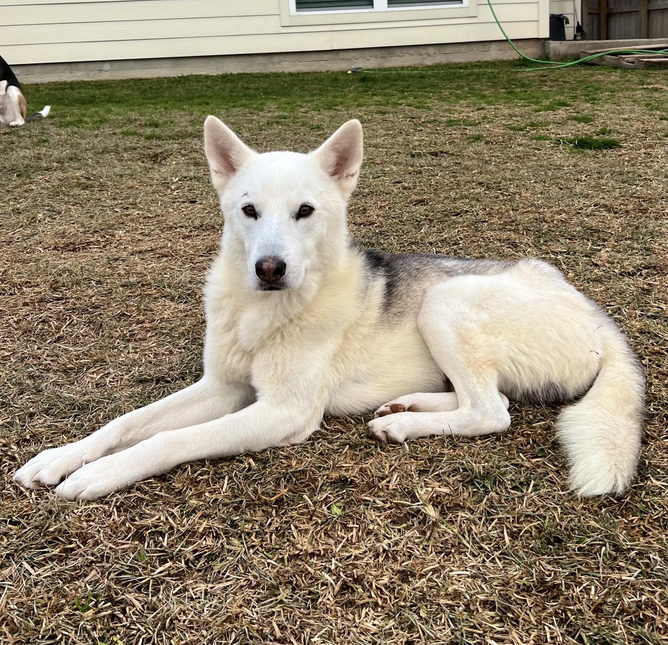 Denali, adoptable, Adult Male Shepherd & Husky.