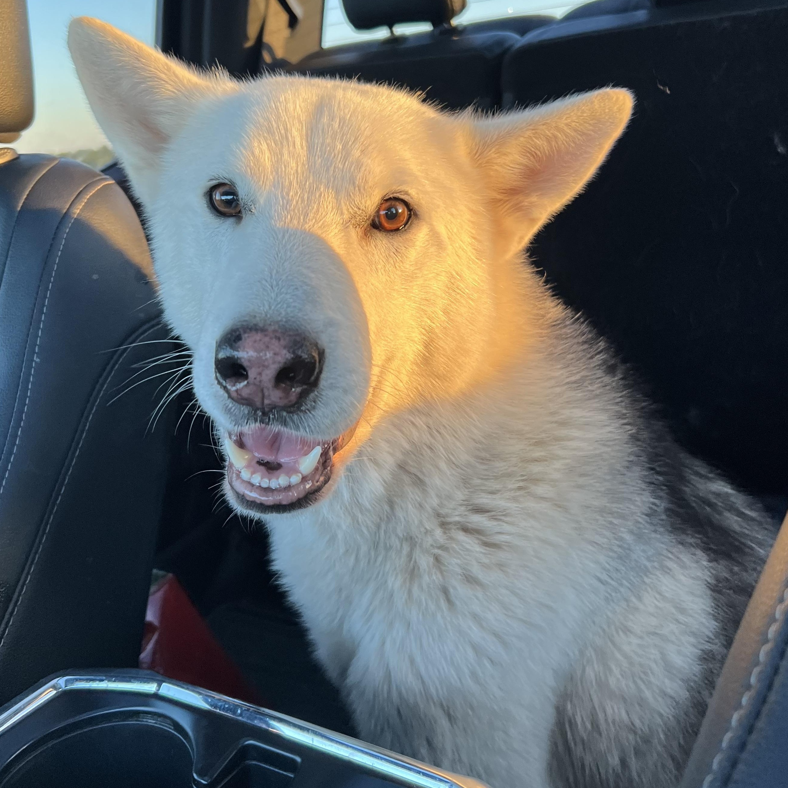 Enlarge Denali, an adoptable mixed breed in Bryan, TX image 5/5