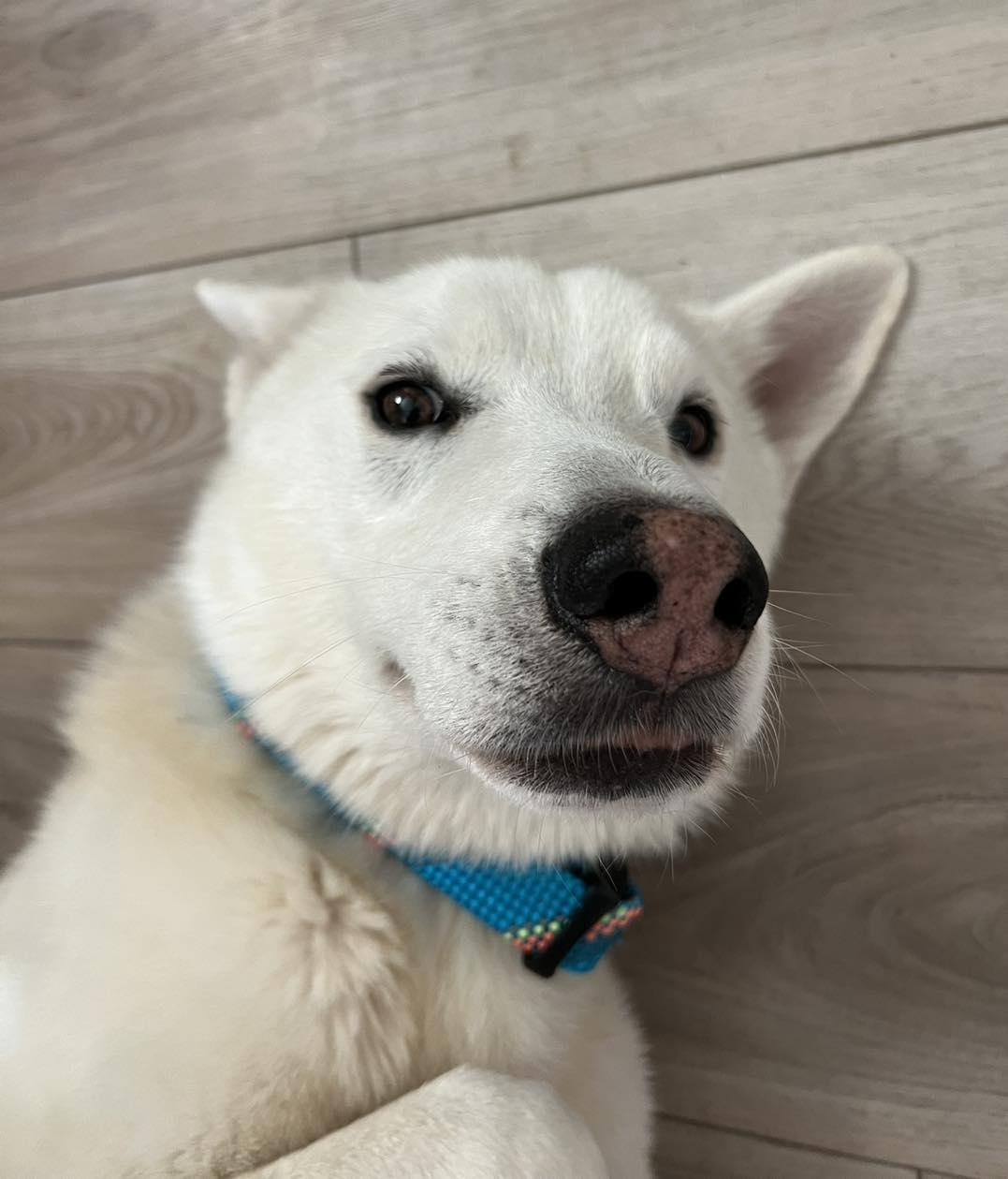 Enlarge Denali, an adoptable mixed breed in Bryan, TX image 2/5