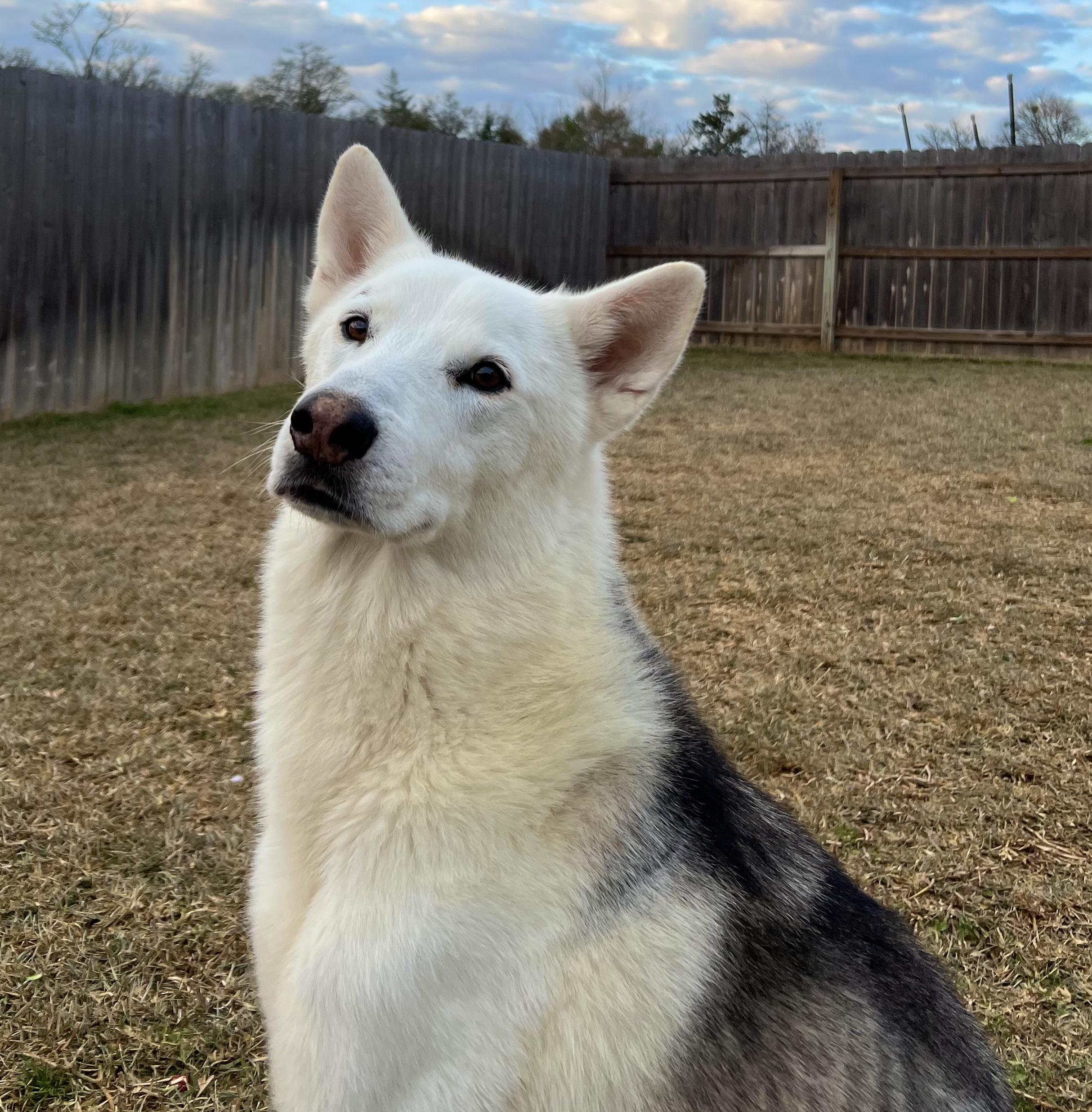 Enlarge Denali, an adoptable mixed breed in Bryan, TX image 3/5