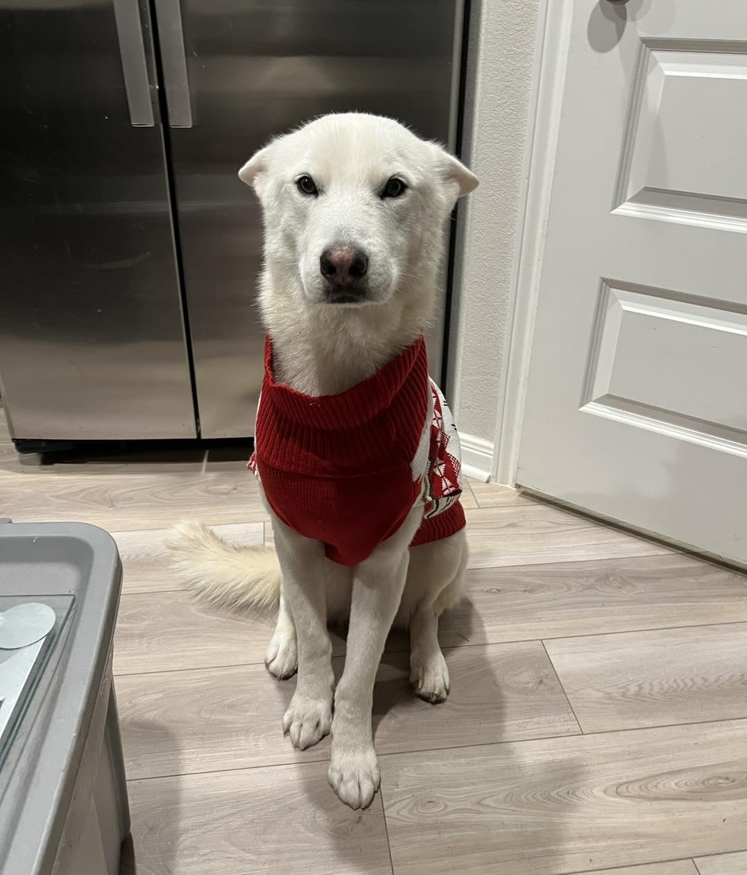 Enlarge Denali, an adoptable mixed breed in Bryan, TX image 4/5