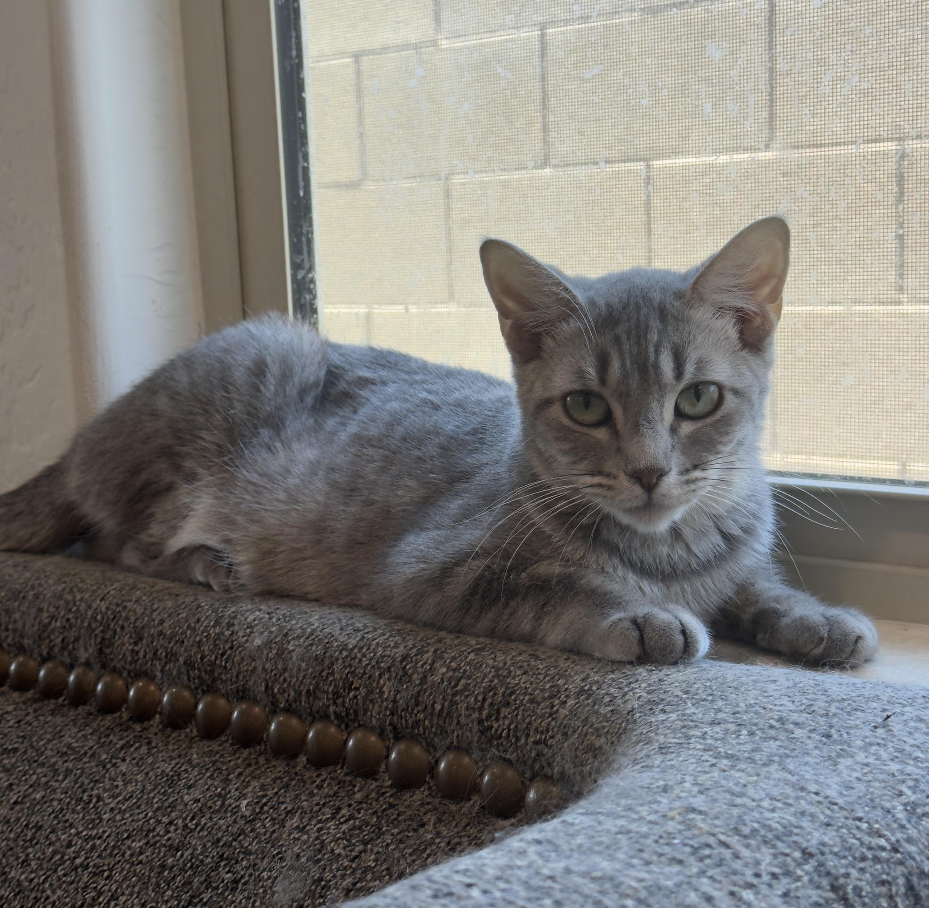 Enlarge Tinker, a Adoptable mixed breed in Youngtown, AZ image 1/4