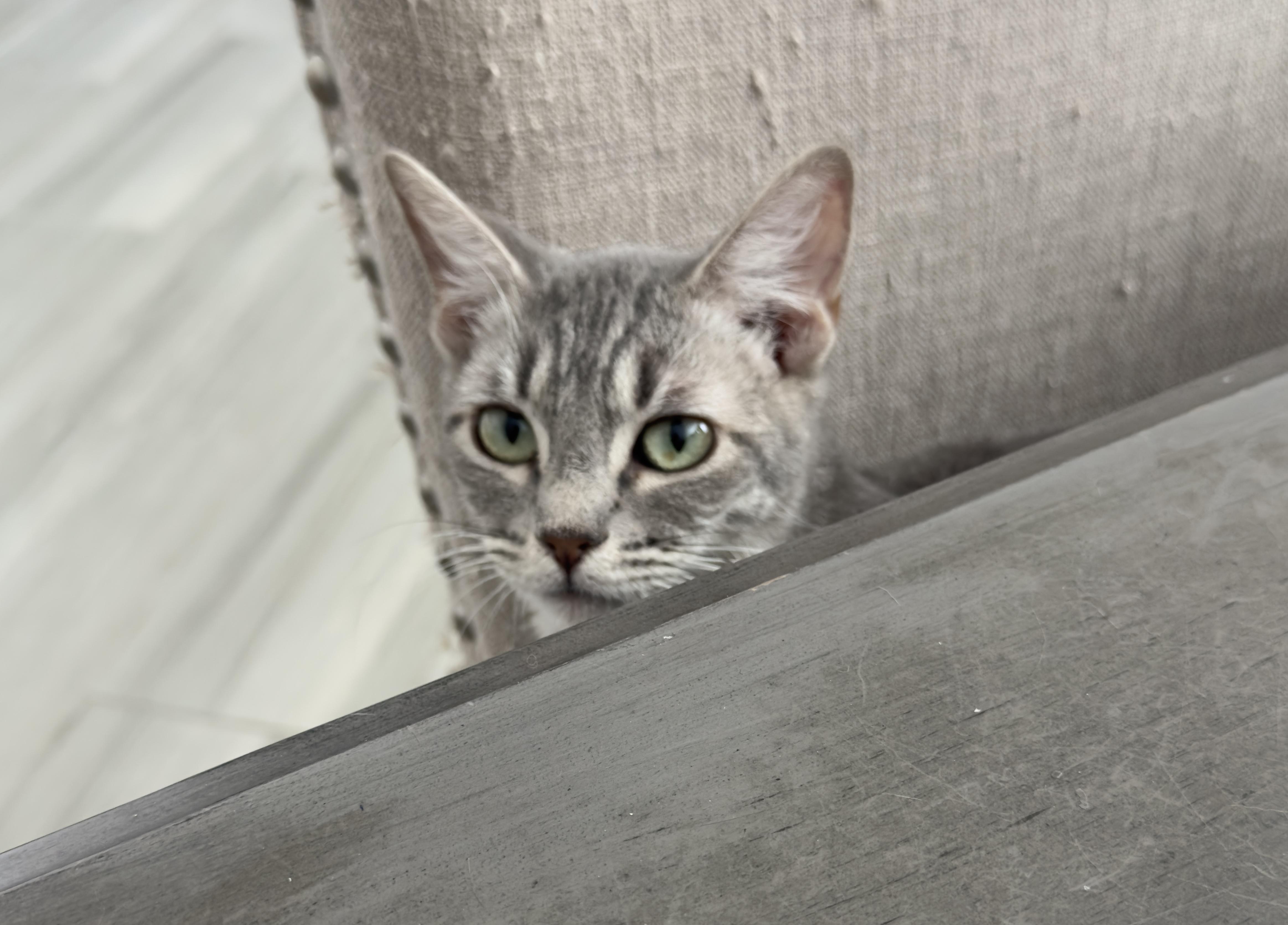 Enlarge Tinker, a Adoptable mixed breed in Youngtown, AZ image 2/4