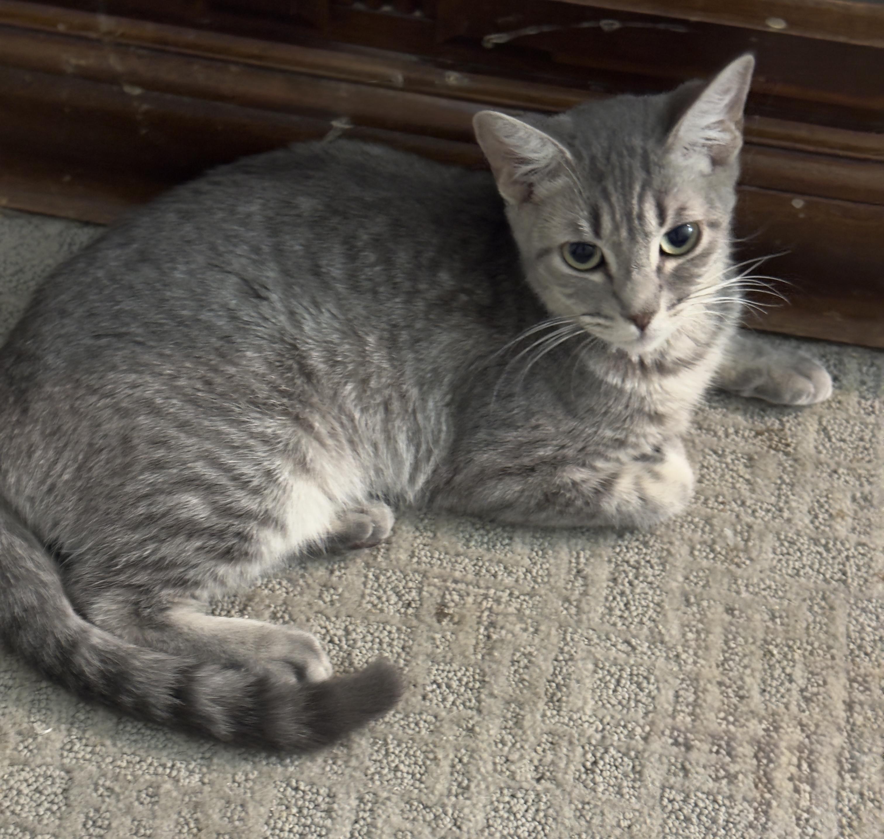 Enlarge Tinker, a Adoptable mixed breed in Youngtown, AZ image 4/4