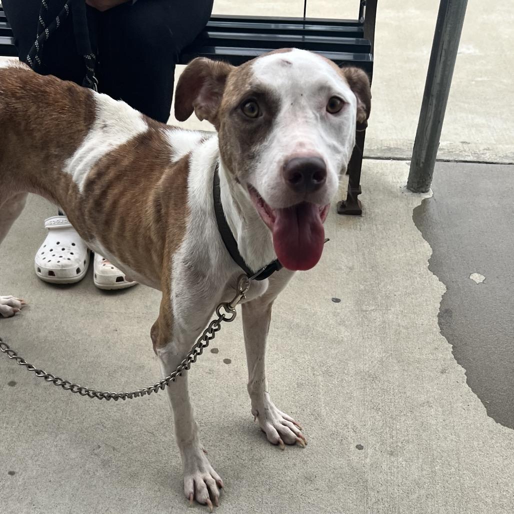 Miya, Adoptable, Adult Female Terrier & Mixed Breed.