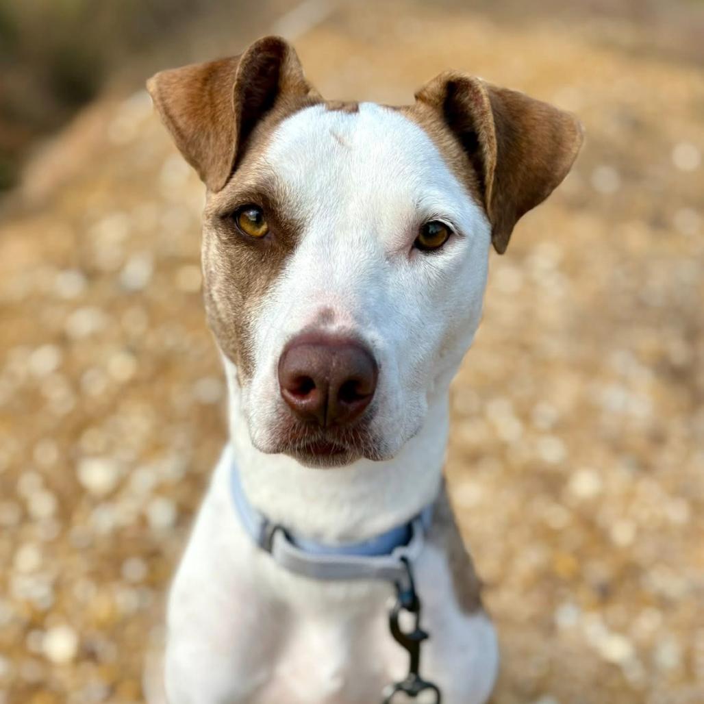 Miya, a Adoptable mixed breed in Marshall, TX image 3/6