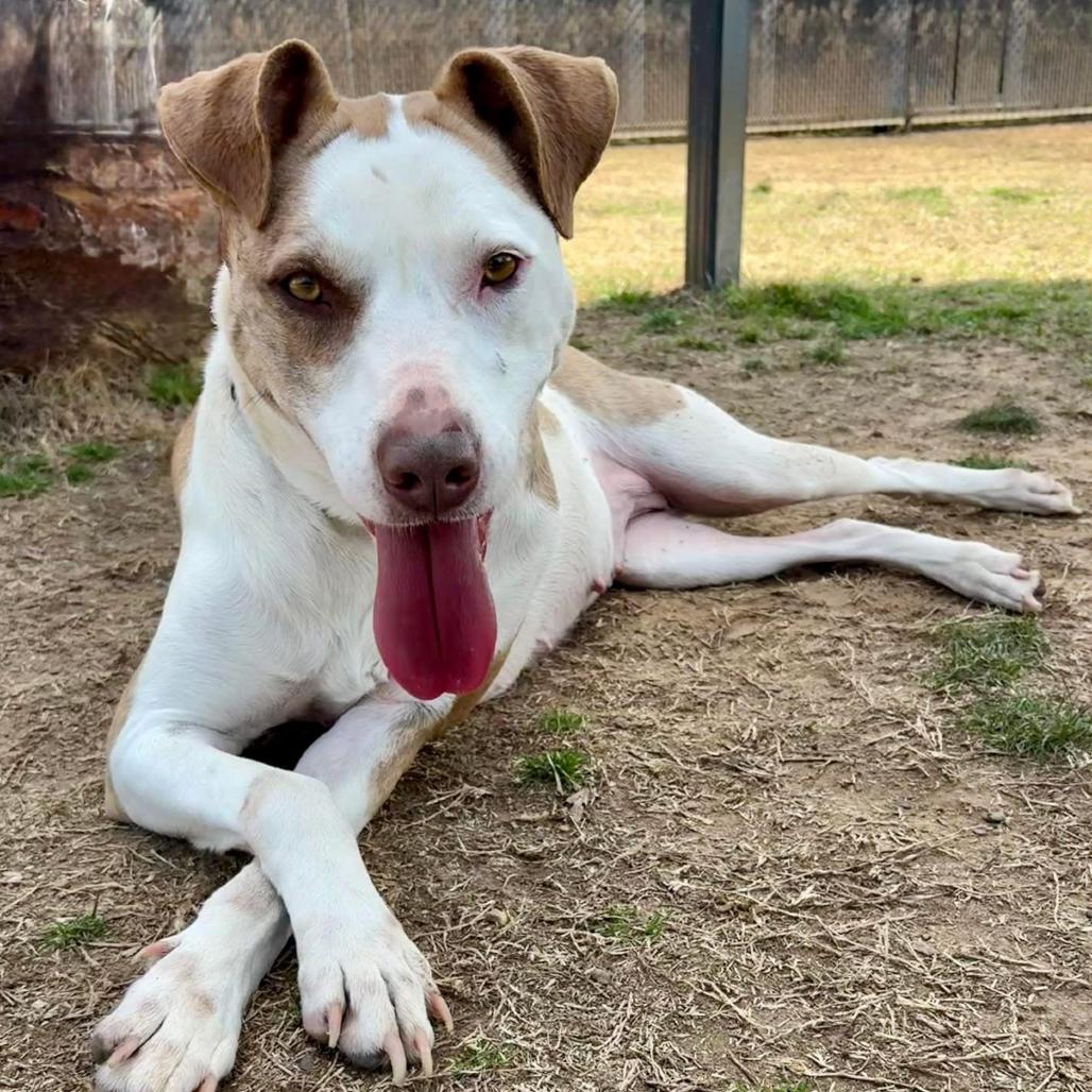 Enlarge Miya, a Adoptable mixed breed in Marshall, TX image 3/6