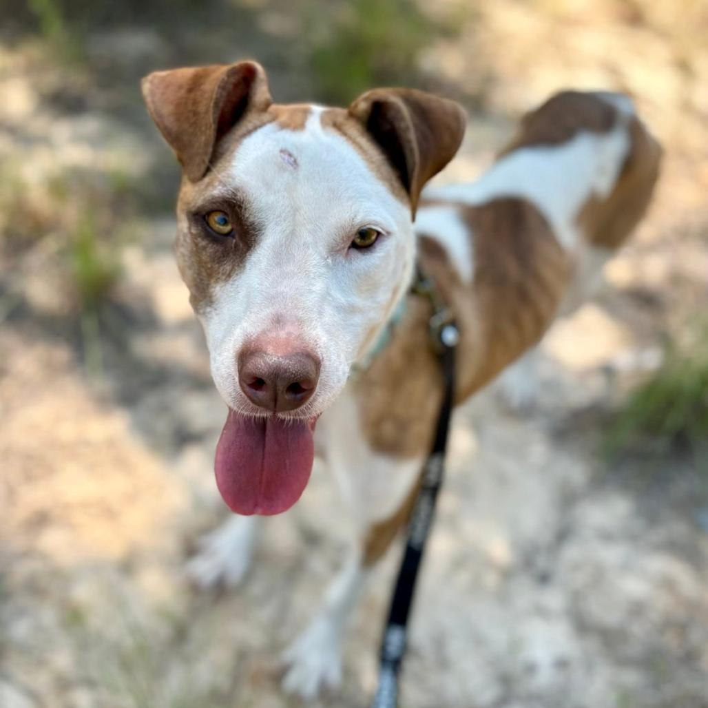 Miya, a Adoptable mixed breed in Marshall, TX image 4/6