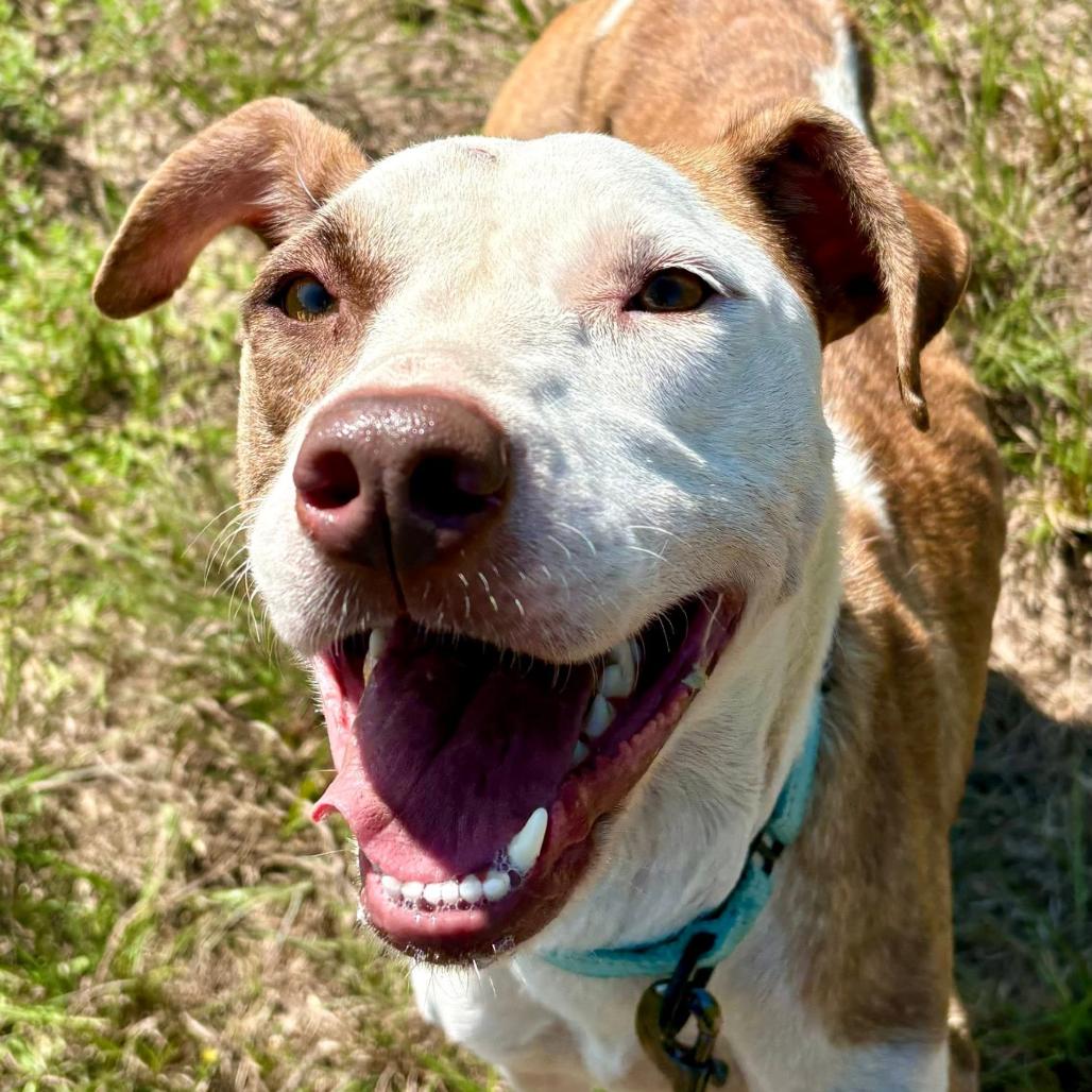 Miya, a Adoptable mixed breed in Marshall, TX image 6/6