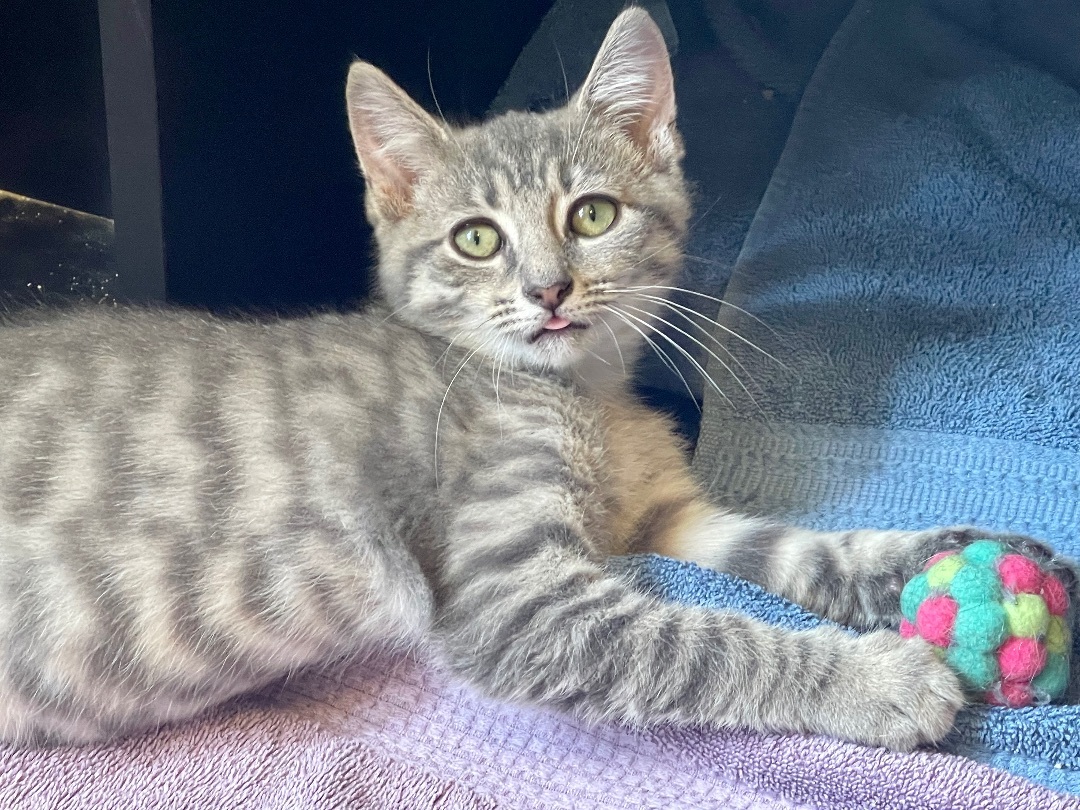 Birdie , Adopted, Kitten Female Domestic Short Hair.