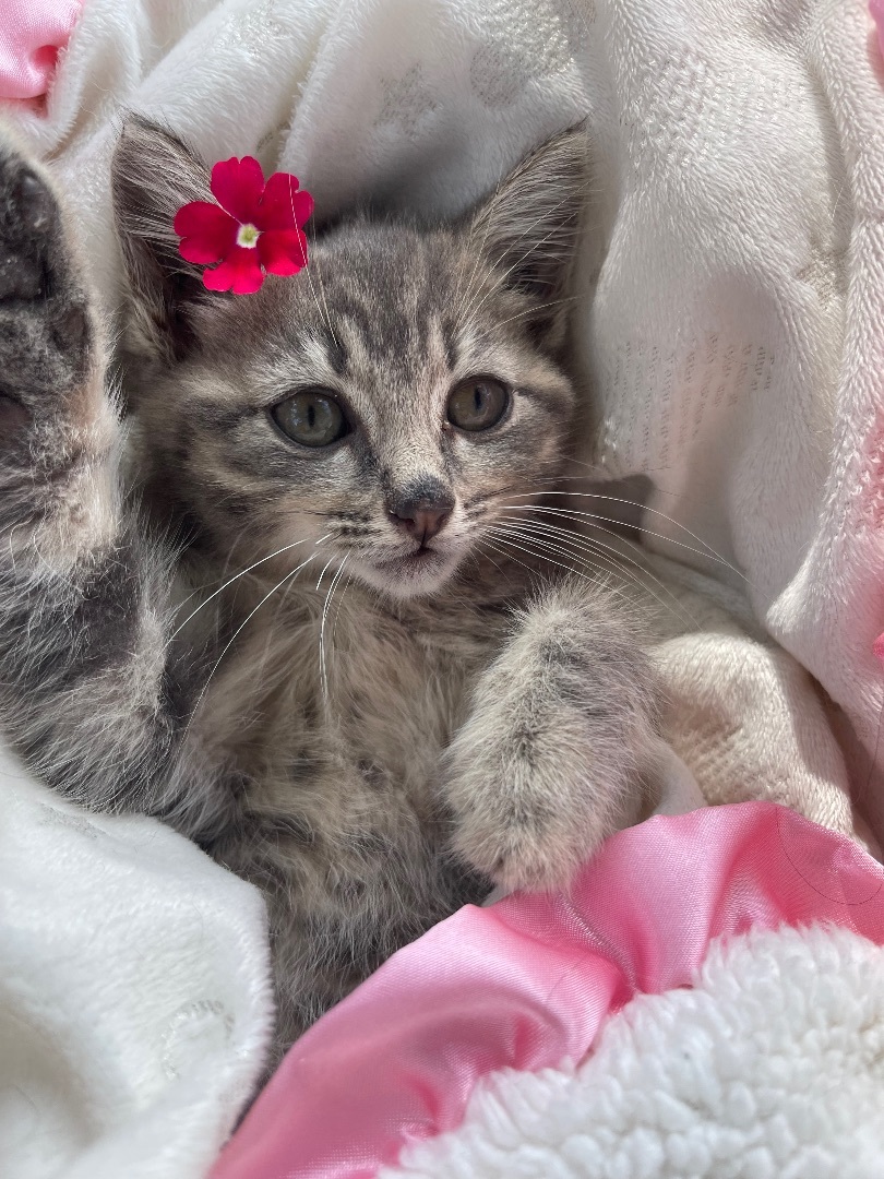 Enlarge Birdie , a Adopted Domestic Short Hair in Frewsburg, NY image 2/10