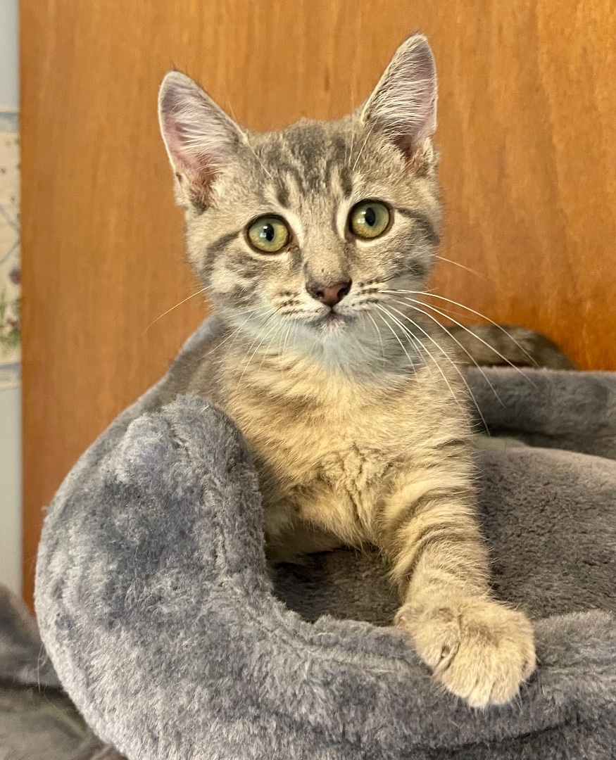 Enlarge Birdie , a Adopted Domestic Short Hair in Frewsburg, NY image 3/10