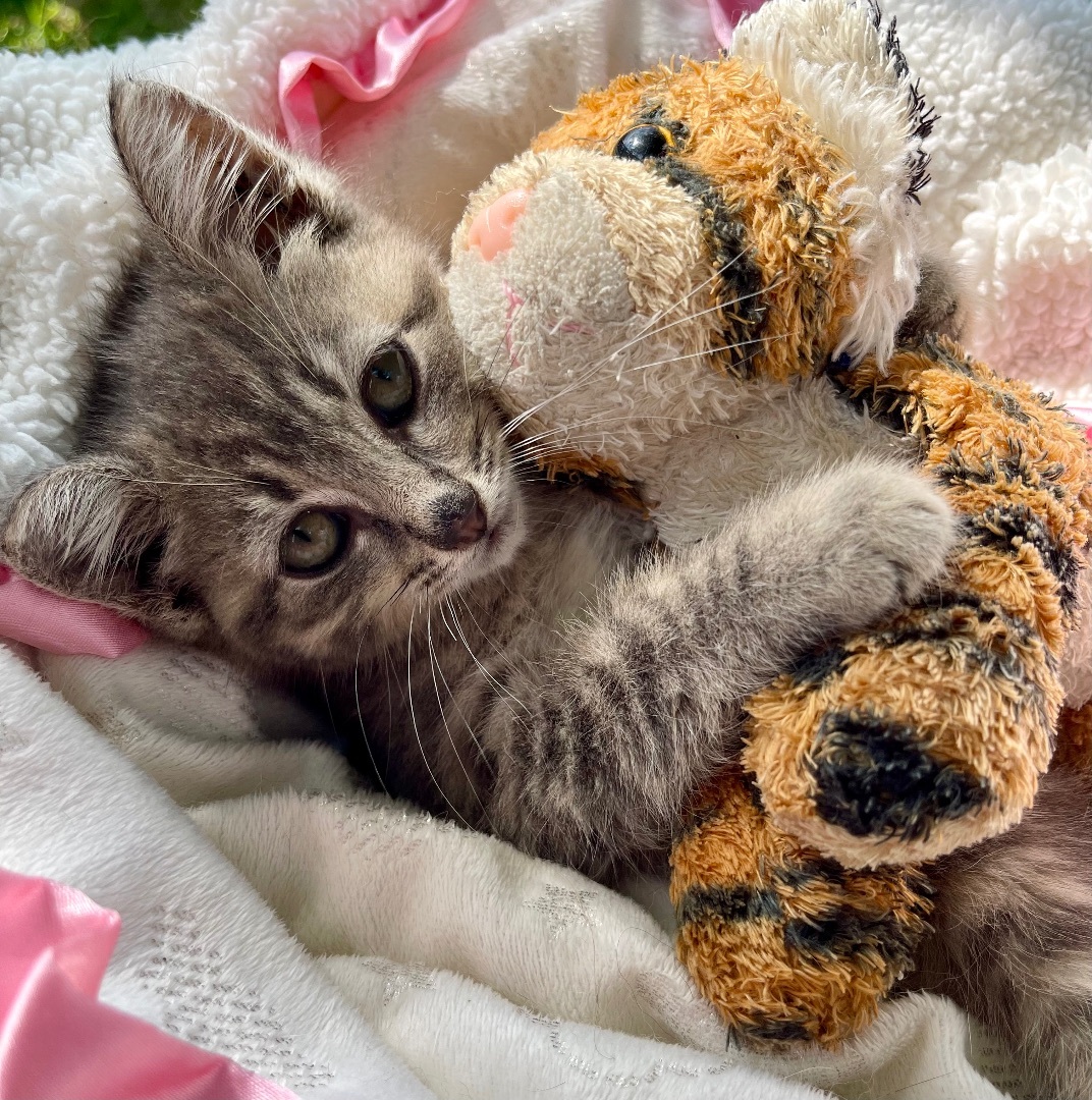 Enlarge Birdie , a Adopted Domestic Short Hair in Frewsburg, NY image 4/10