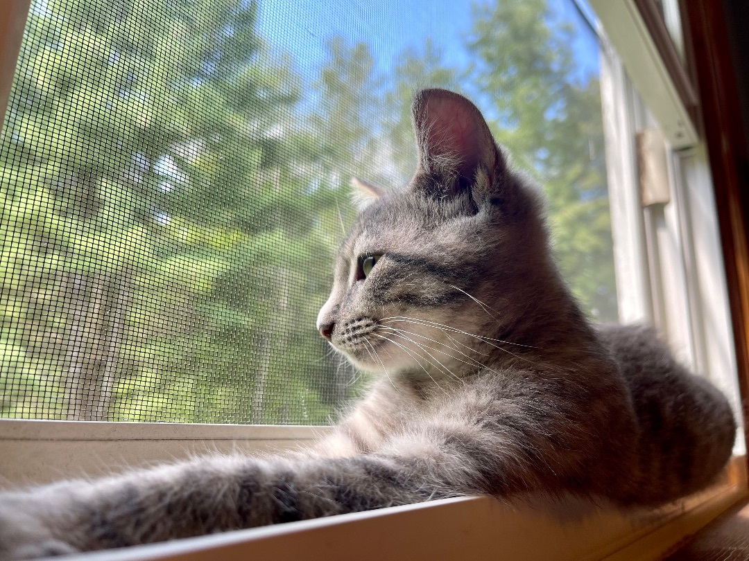 Enlarge Birdie , a Adopted Domestic Short Hair in Frewsburg, NY image 5/10