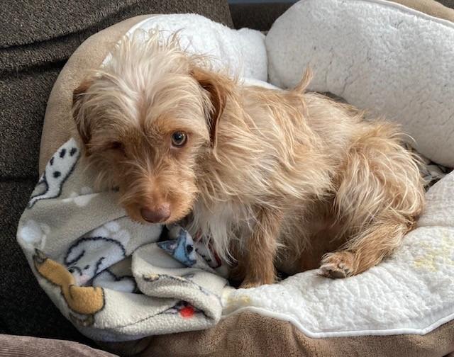 Enlarge Harry - Bonded with Peanut, a Adoptable mixed breed in West Bloomfield, MI image 3/6